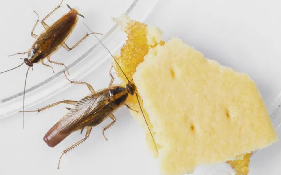 Cockroach eating foos