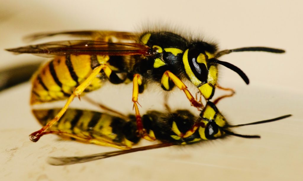 Safeguard your space from wasps