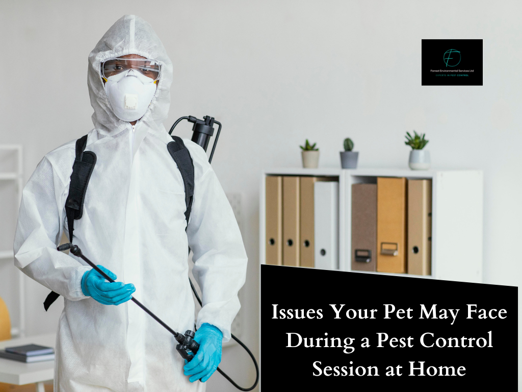 Pest Control Professionals Doing Operation at Home