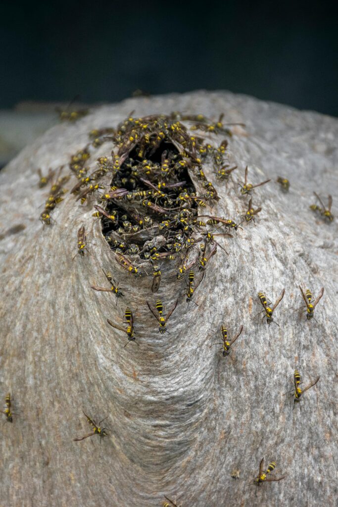 Wasp Nest Removal In London
