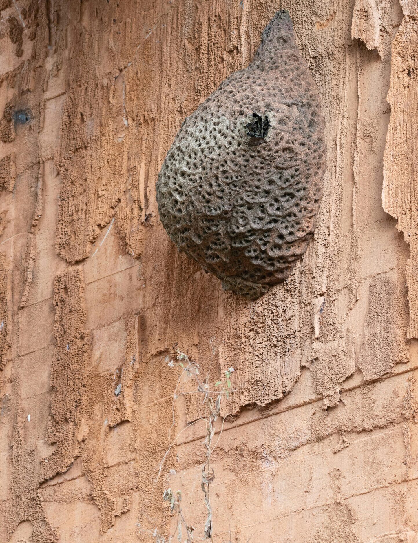 Wasp nest on a wall - Wasp nest removal in Cambridge, Hertfordshire, London, Milton Keynes, and Watford