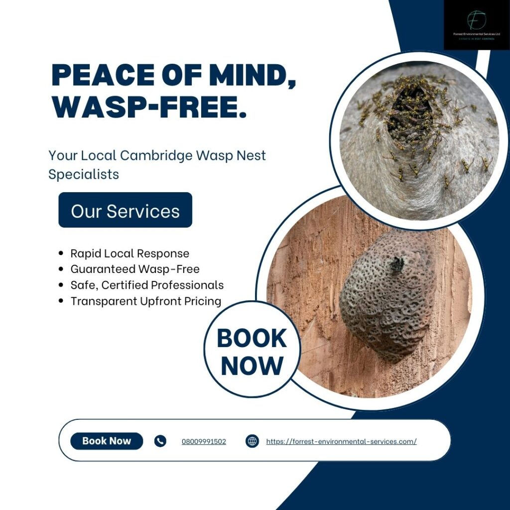 Understanding the risks of hornet nest removal: What you need to know